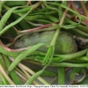 lyc thersamon pupa1 volg12